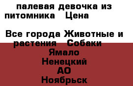 палевая девочка из питомника › Цена ­ 40 000 - Все города Животные и растения » Собаки   . Ямало-Ненецкий АО,Ноябрьск г.